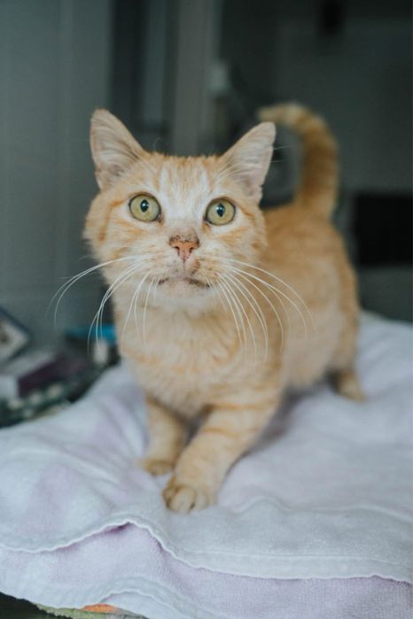 Dino para adoção responsável