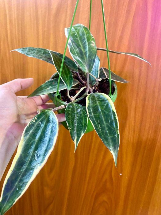 Hoya Latifolia 'albomarginata'
