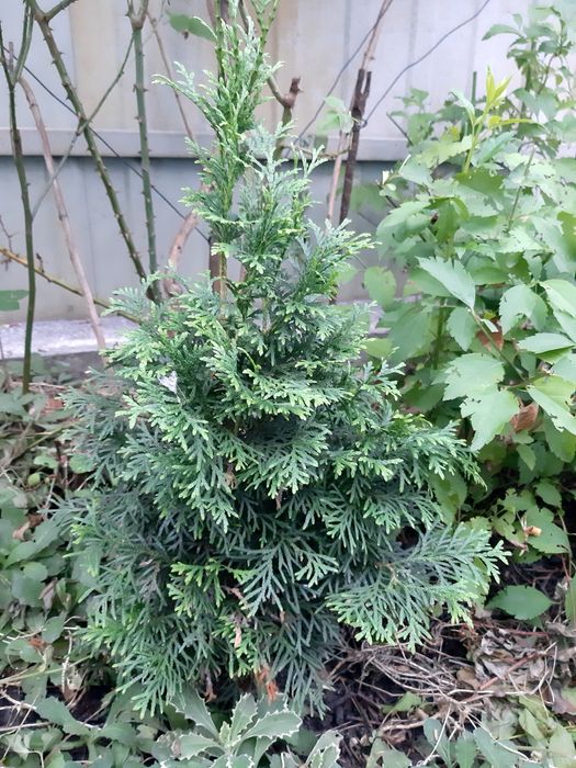 Продам хвойные и другие растения