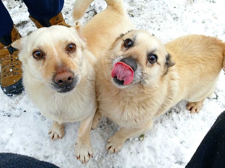 Dwa wesołe psy pełne energii do Twojego ogrodu! Młode, zdrowe, łagodne