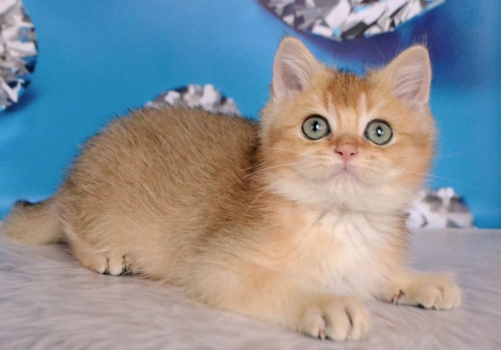 Британская шиншилла золотая