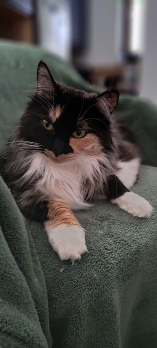 Miniaturowy domowy ryś. Kurylski Bobtail z pomponem. Rodowód FPL/FIFE