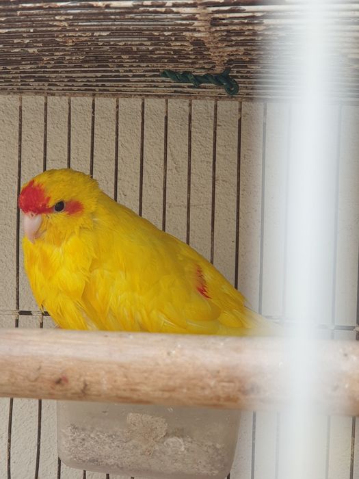 Troco kakariki fêmea amarela de 2024 por macho