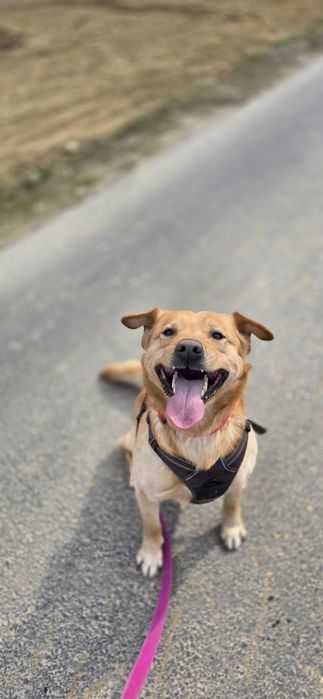 Cudny rudzielec szuka domu