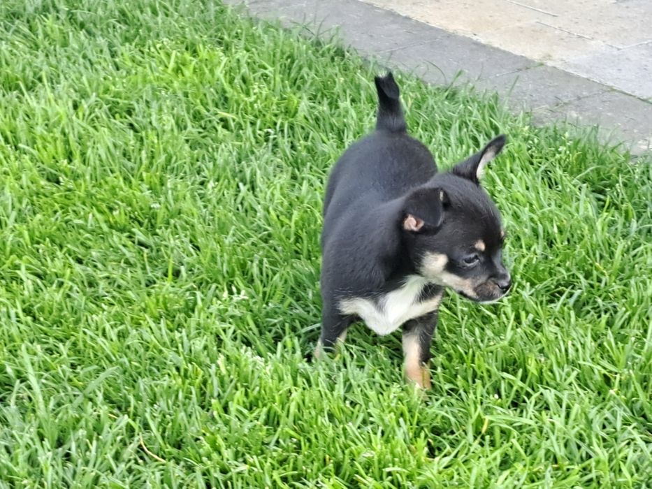 Chihuahua   suczka