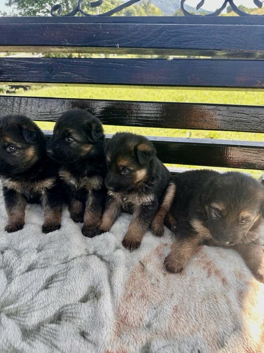 Чистокровні німецькі вівчарки