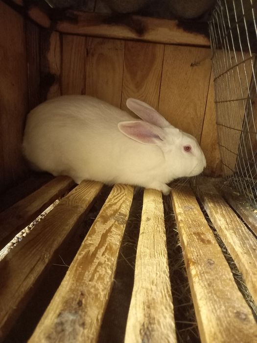 Кролі кролики ,термонська біла ,термонці.