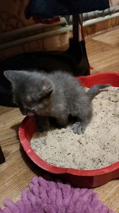 Кошенята від домашньої кішечки , риженькі комочки щастя
