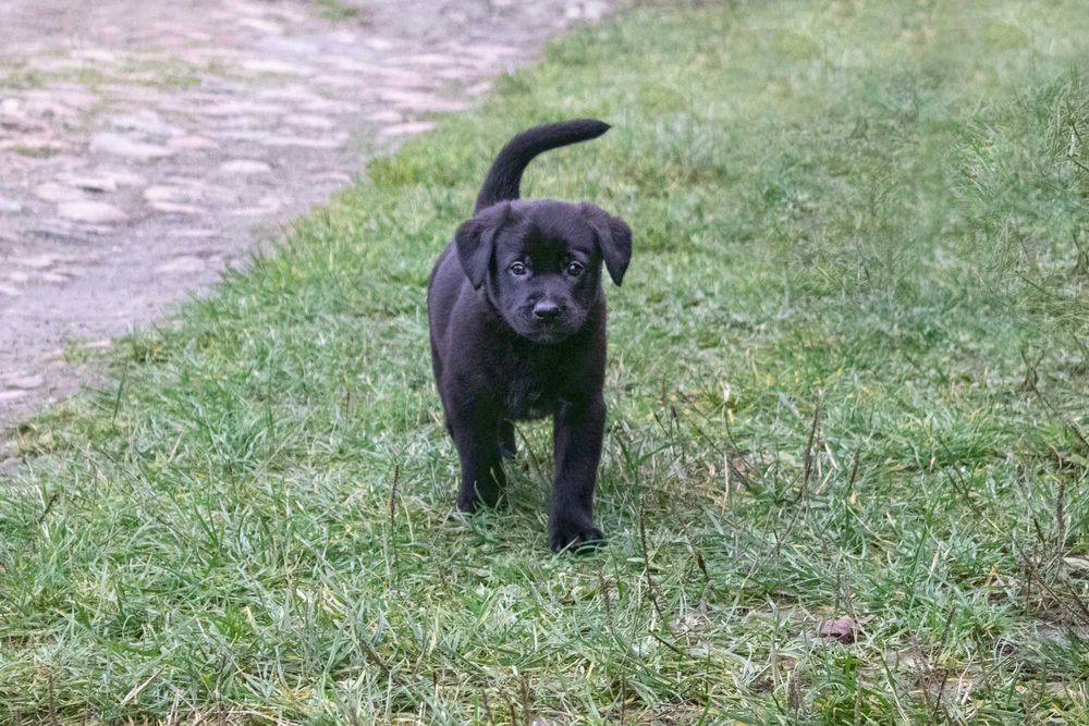 Oddam pieski w dobre ręce