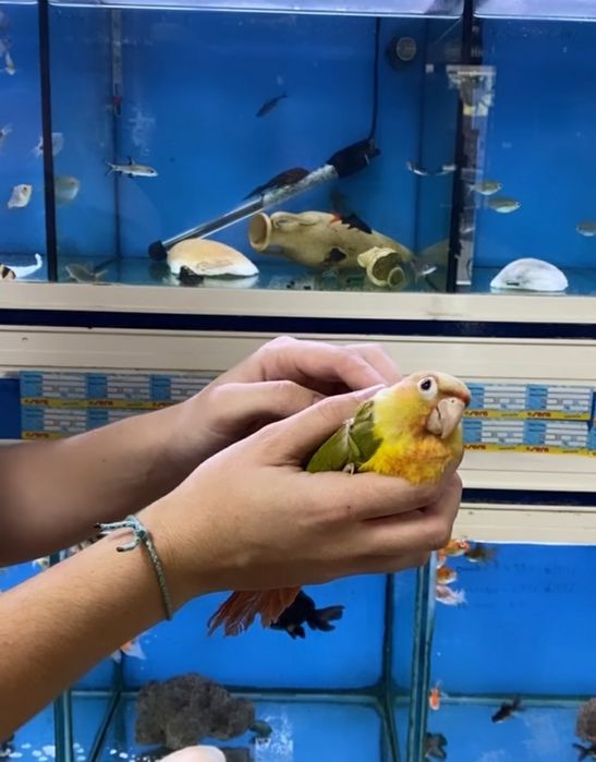 Pyrrhuras demosticados