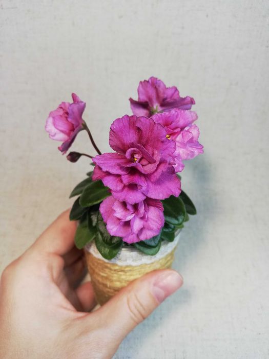 Фиалка мини Jolly Victory (H. Pittman)