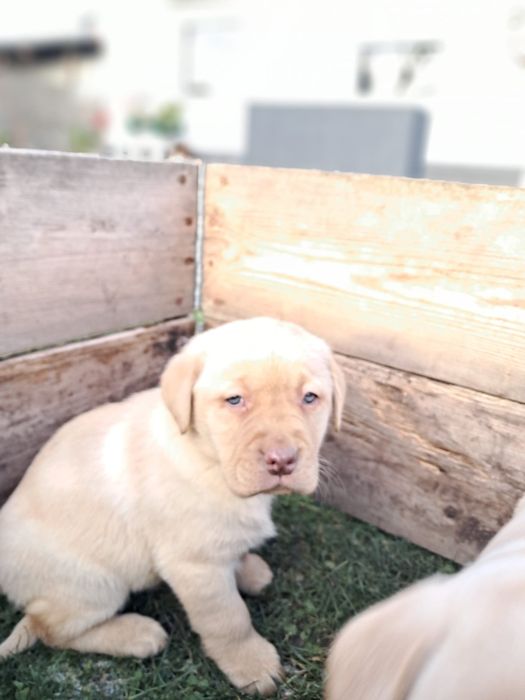 Labrador retriever
