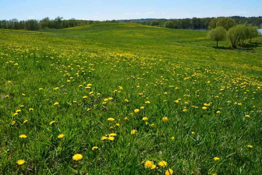 Domki na wyspie na Mazurach Garbatych. Noclegi, Mazury, łowisko
