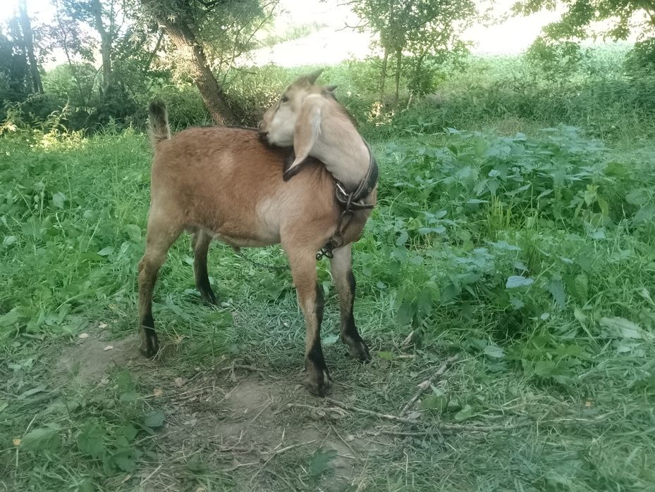 Продам англо - нубійських козликів