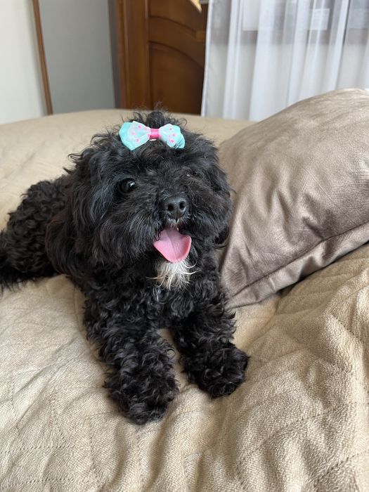 Cudowna suczka cavapoo gotowa do odbioru