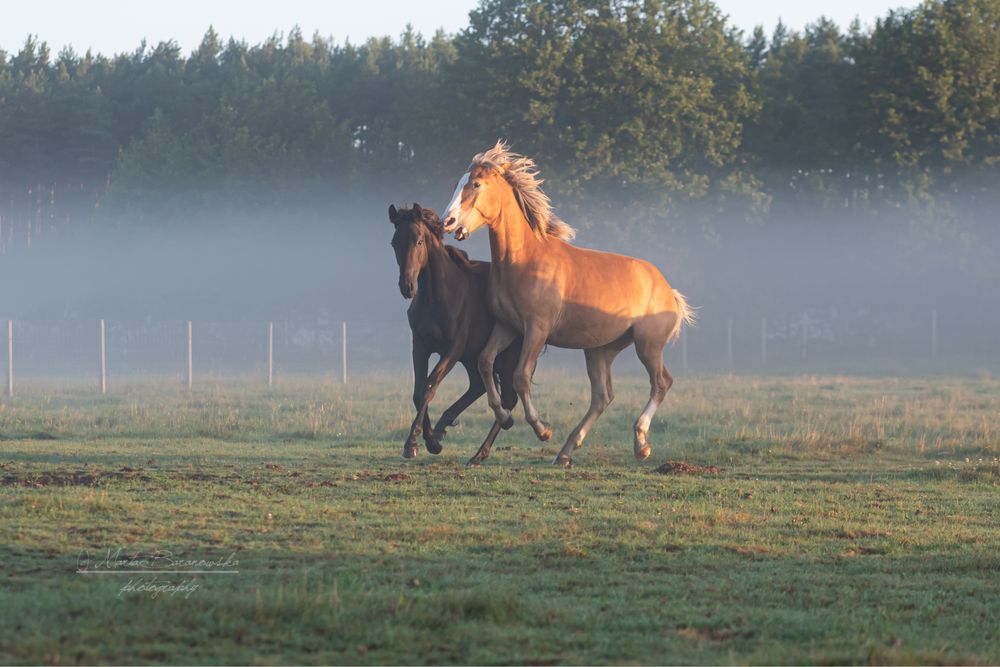 Klacz typ pogrubiany