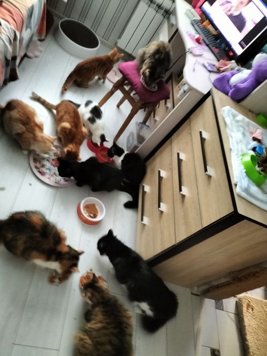 Дуже потрібна допомога для котиків