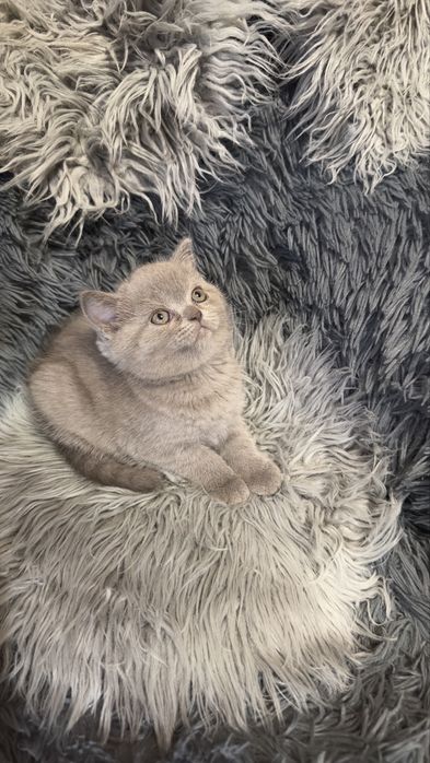 Шотланские котята