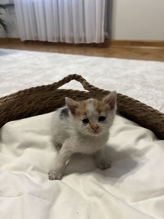 Віддам кошеня в добрі руки