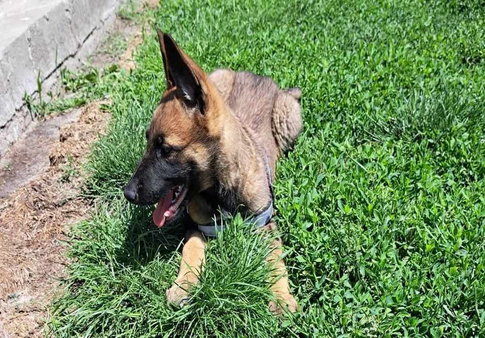 Малінуа бельгійськая вівчарка! Щенята