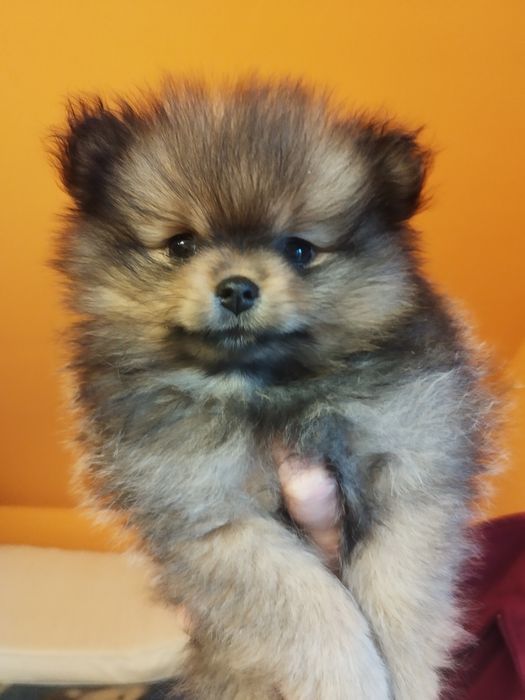 Zkwp szpic miniaturowy pomeranian