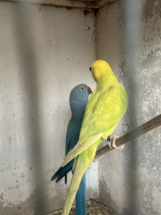 Ring Necks reprodutores e aves de 2025