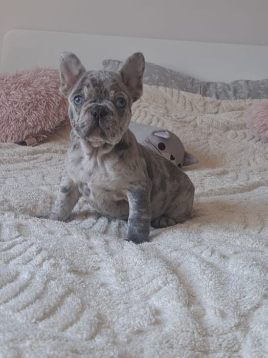 Buldog francuski lilac merle