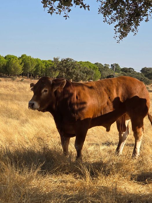 Touro limousine ouro