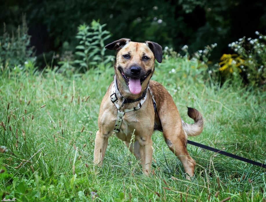 Aktywna Saba w typie BlackMouth Cur szuka domu