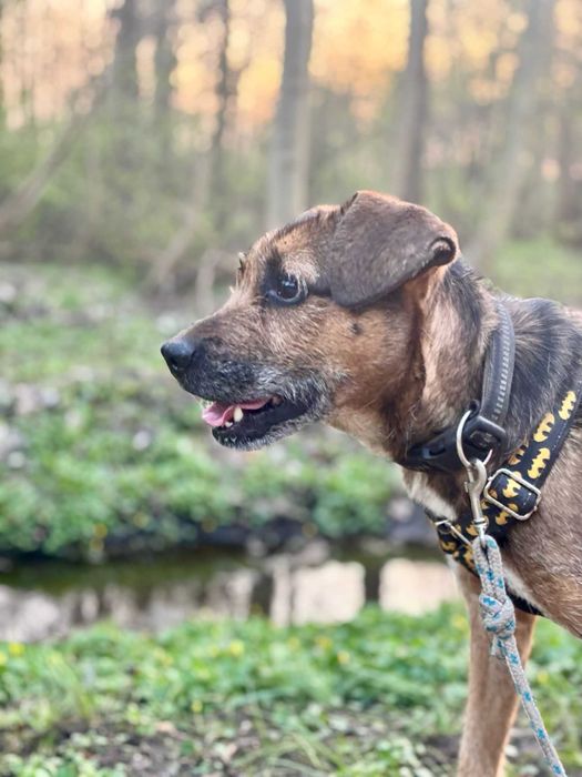 Szukamy domu dla HACHIKO - będzie Twoim najlepsim przyjacielem