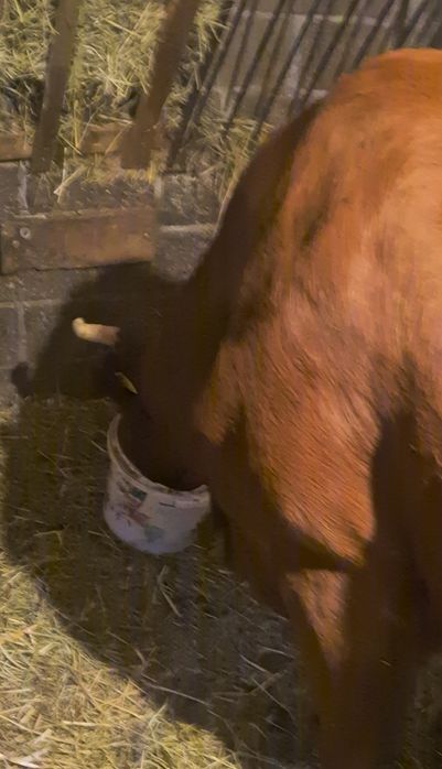 Krowa mleczna 5 letnia