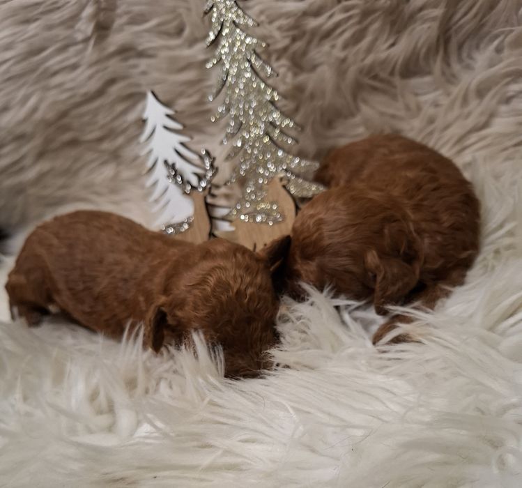 Pudel toy red - do rezerwacji