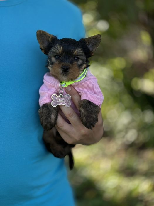 Йорк-дівчинка, яка стане вашою історією щастя. Йорки дівчатка