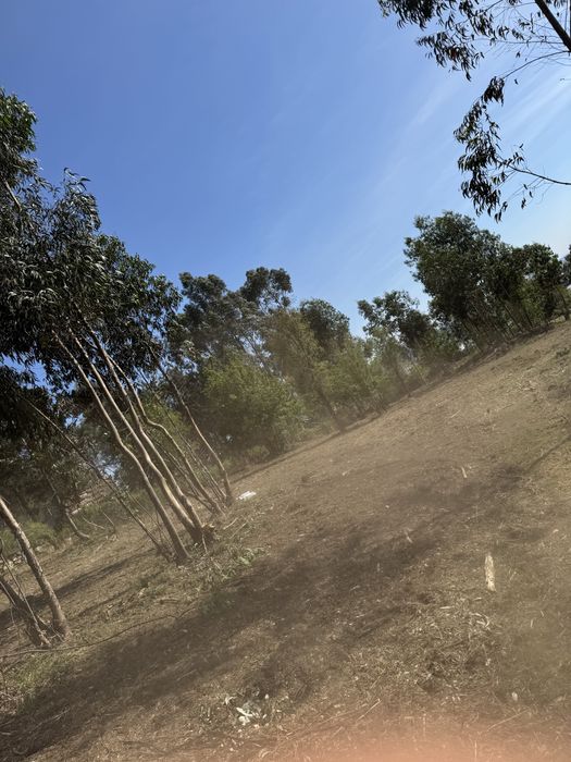 Limpezas de Terrenos e Serviços Agricolas e Mini Giratória