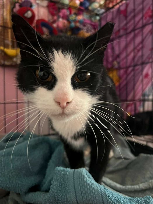 Kotka miziasta czarno-biała