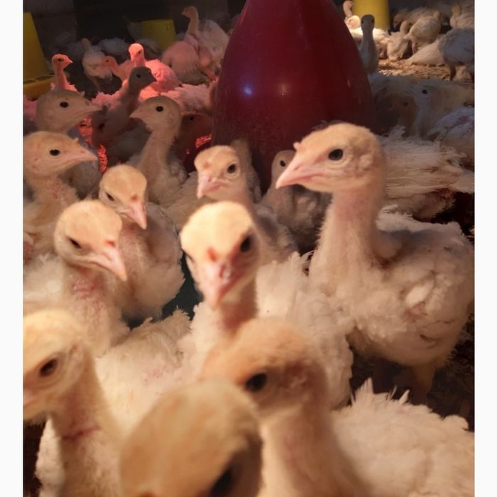 Замовляйте бройлерного індика БІГ-6 (підрощені)! 
Птахи походять від в