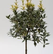 Osmanthus Goshiki Na Pniu 70 cm cena 165 zł
