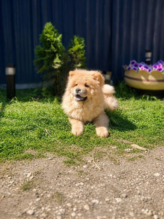 Suczka chow chow !
