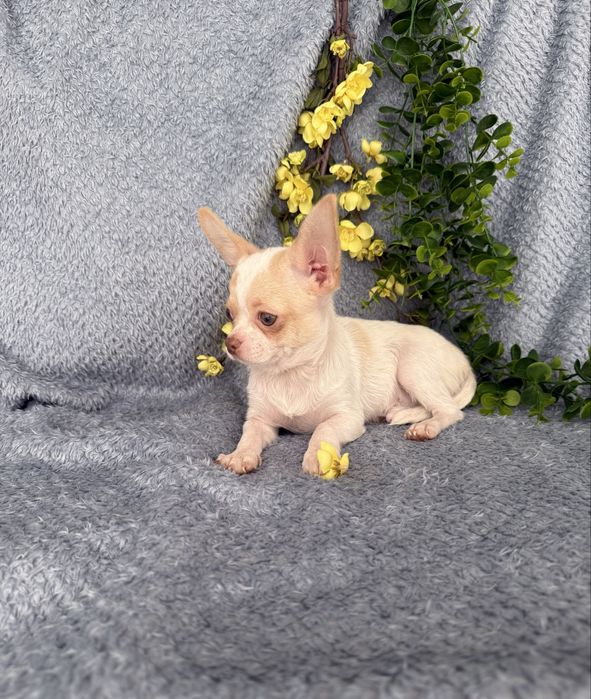 Excecional mini menino Chihuahua/Chiuaua de Qualidade