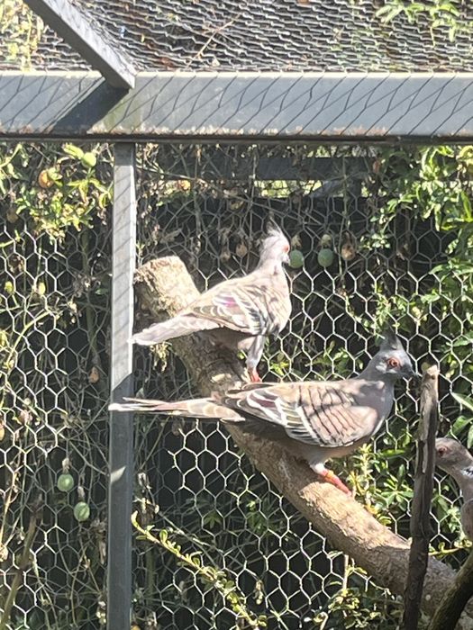 Rola de crista australiana