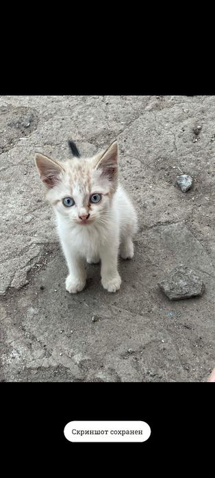 Котики в добрі руки