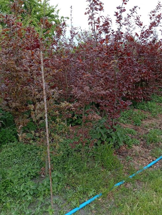 Buk czerwony, kopany z gruntu