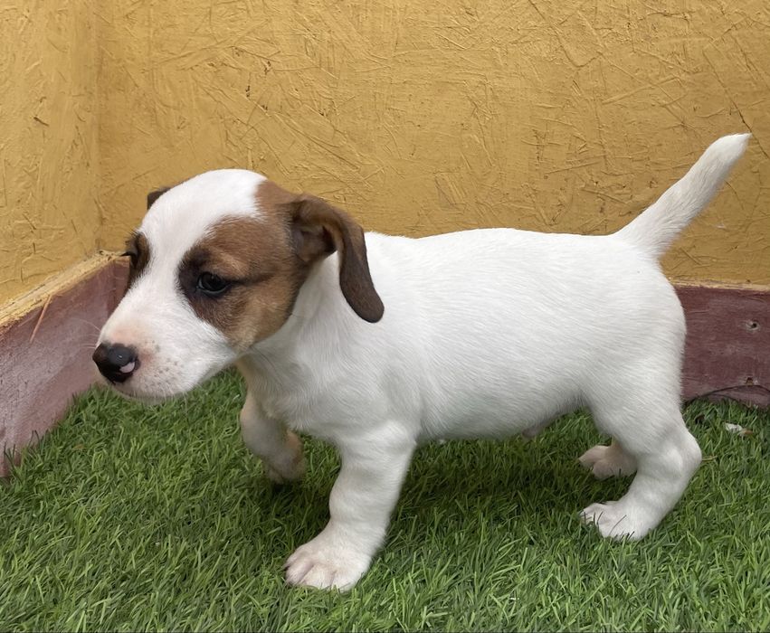 Cachorro Jack Russell
