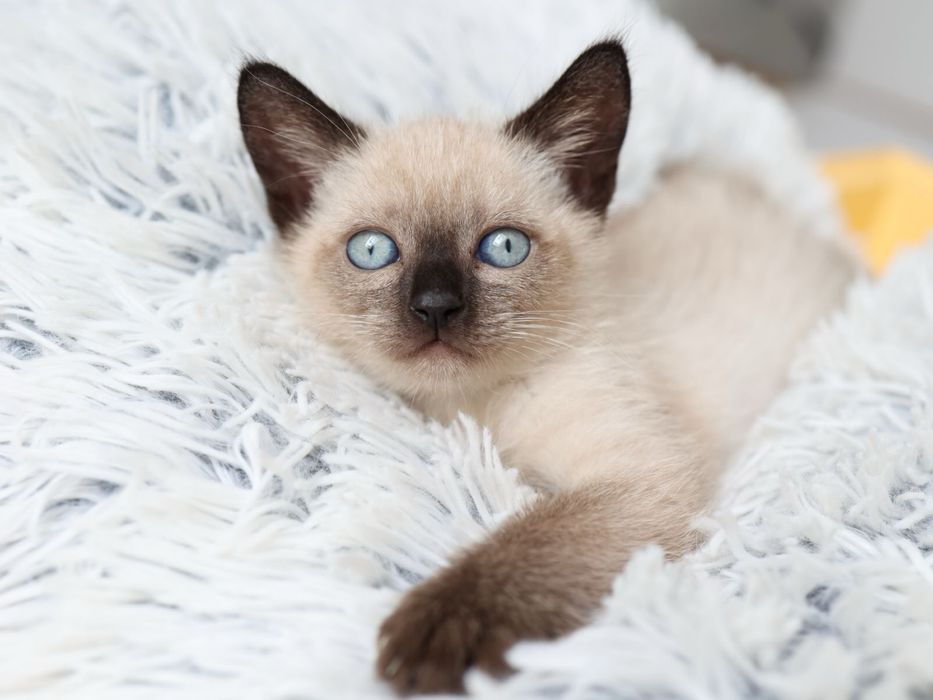 Продам Сиамских котят.