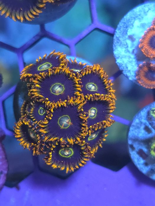 Zoas corais de água salgada