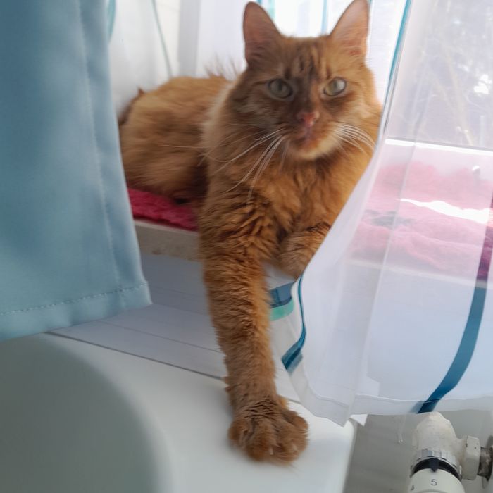 Oddam kota w dobre ręce