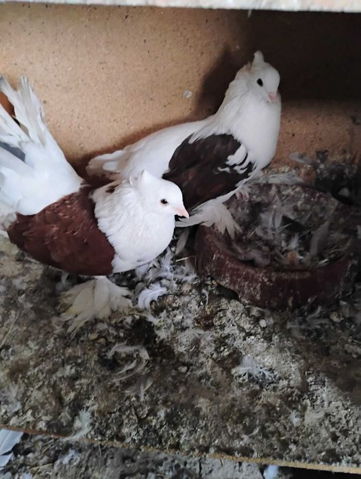 Sprzedam pawiki indyjskie