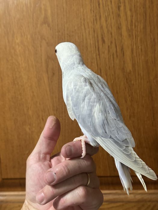 Ring neck , violeta turqueza, violeta palido 2025