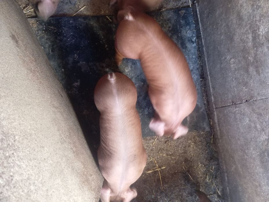 Кнур дюрок,петрен.