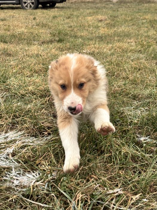 szczeniak border collie